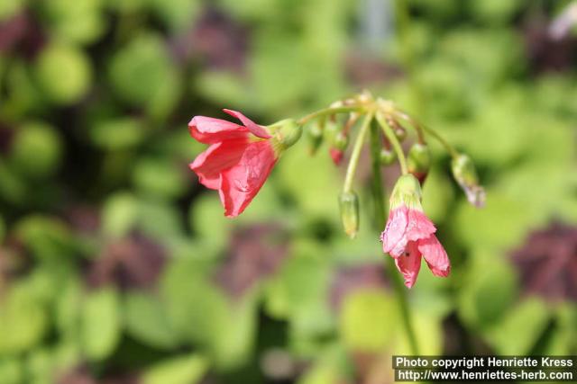 Photo: Oxalis tetraphylla 1.