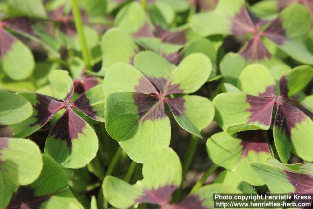 Photo: Oxalis tetraphylla 2.