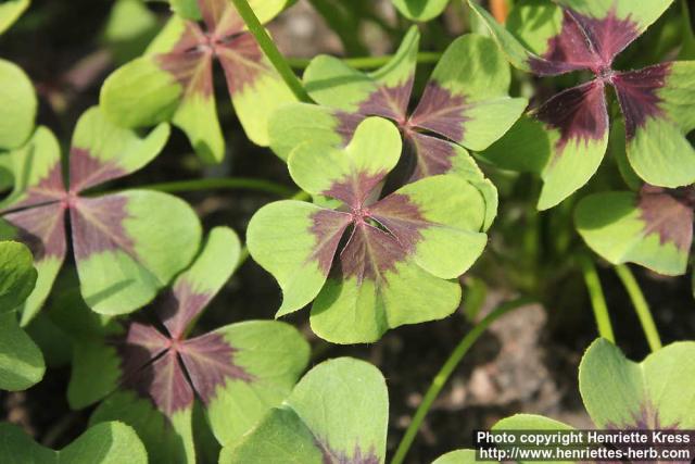 Photo: Oxalis tetraphylla 3.