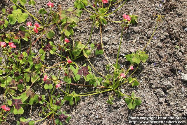 Photo: Oxalis tetraphylla 4.