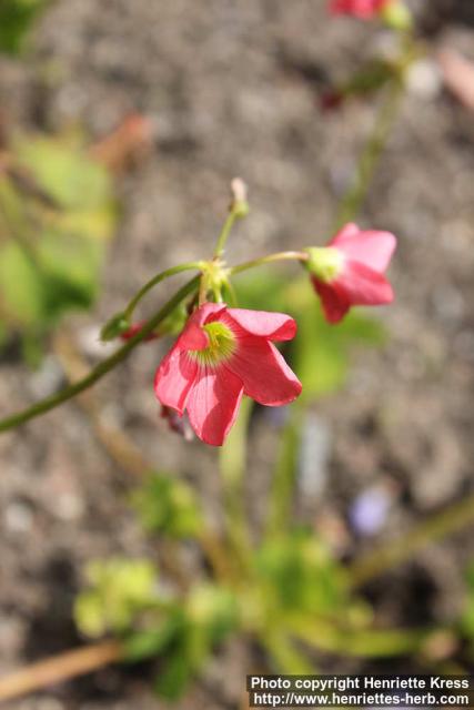 Photo: Oxalis tetraphylla 6.