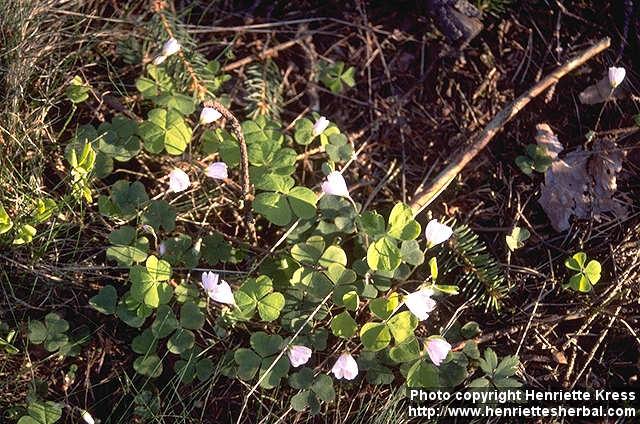 Photo: Oxalis acetosella 1.