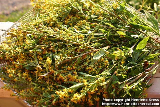 Photo: Solidago virgaurea 4.