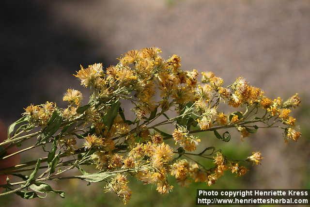 Photo: Solidago virgaurea 5.