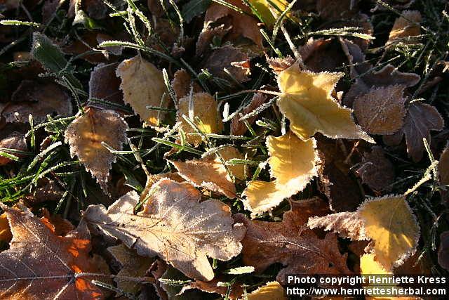 Photo: Frost.