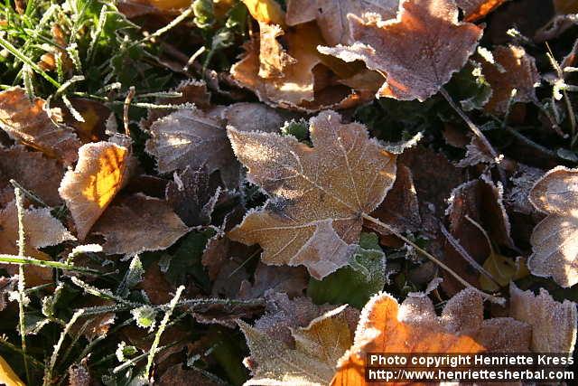 Photo: Frost 1.