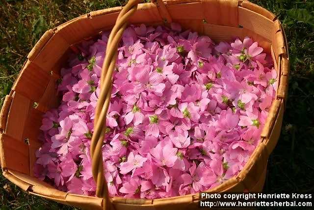 Photo: Malva moschata 15.