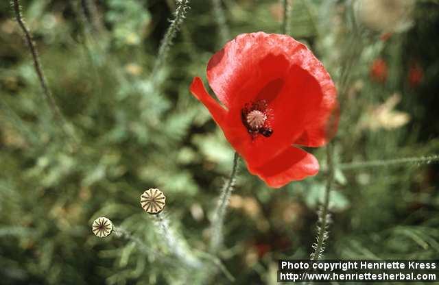 Photo: Papaver rhoeas.