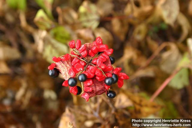 Photo: Paeonia obovata 2.