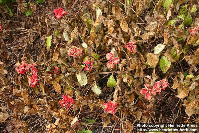 Photo: Paeonia obovata 3.