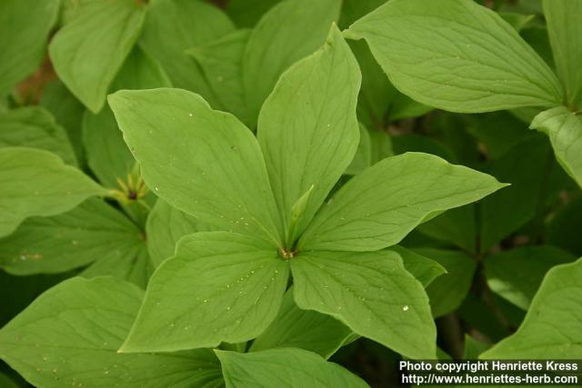 Photo: Paris quadrifolia 7.