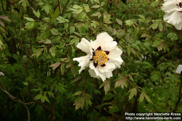 Photo: Paeonia suffruticosa.