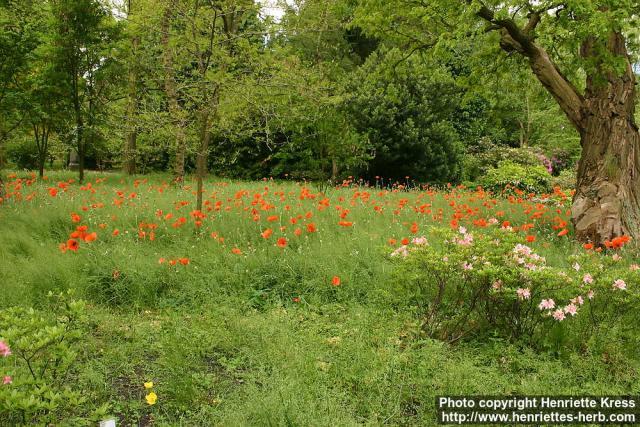 Photo: Papaver pseudo orientale 10.