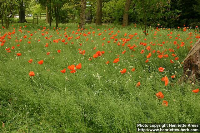 Photo: Papaver pseudo orientale 11.