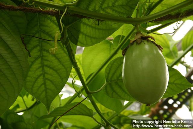 Photo: Passiflora quadrangularis 4.