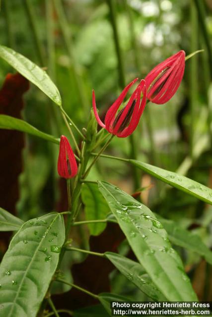 Photo: Pavonia multiflora.