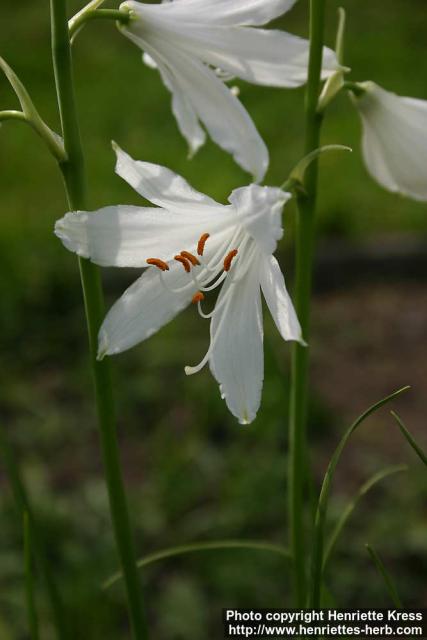 Photo: Paradisea liliastrum 1.