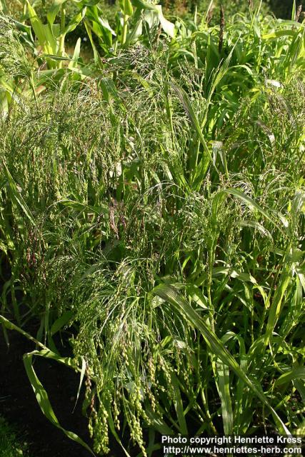 Photo: Panicum miliaceum 4.