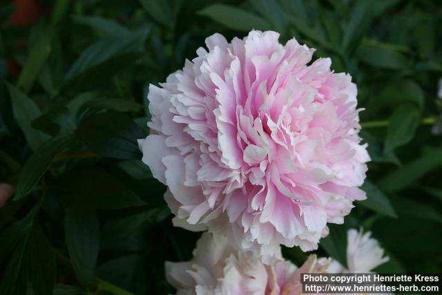 Photo: Paeonia.