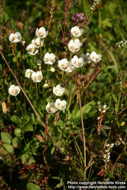 Photo: Parnassia palustris 2.