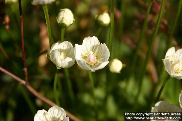 Photo: Parnassia palustris 3.