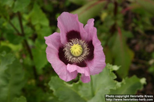 Photo: Papaver somniferum 5.