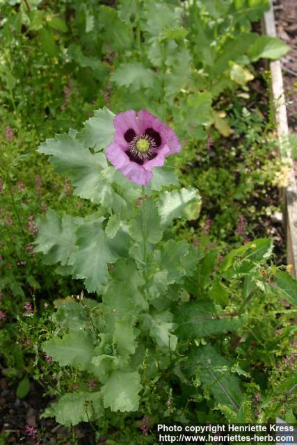 Photo: Papaver somniferum 8.