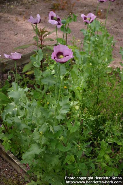 Photo: Papaver somniferum 9.