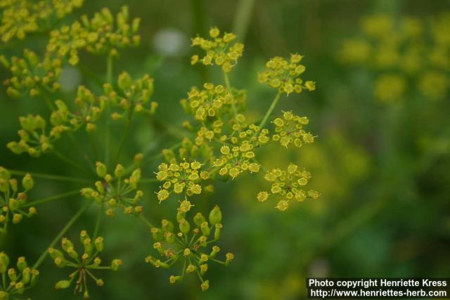 Photo: Pastinaca sativa 8.