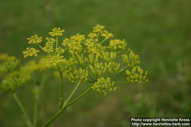 Photo: Pastinaca sativa 9.