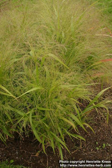 Photo: Panicum capillare.