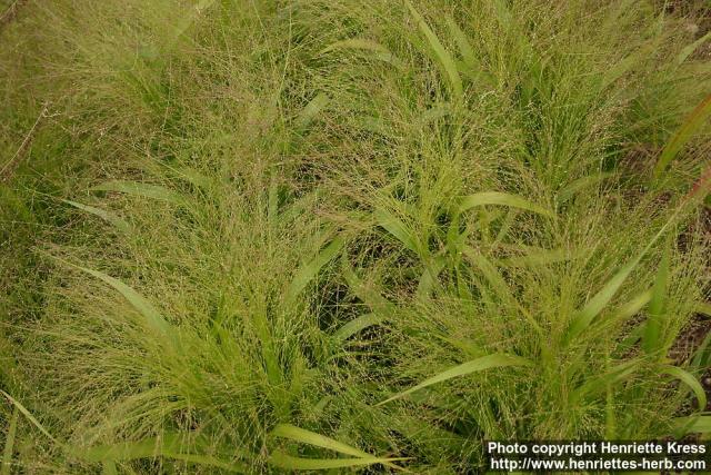 Photo: Panicum capillare 1.