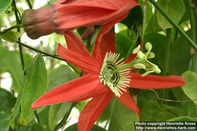 Photo: Passiflora racemosa 3.