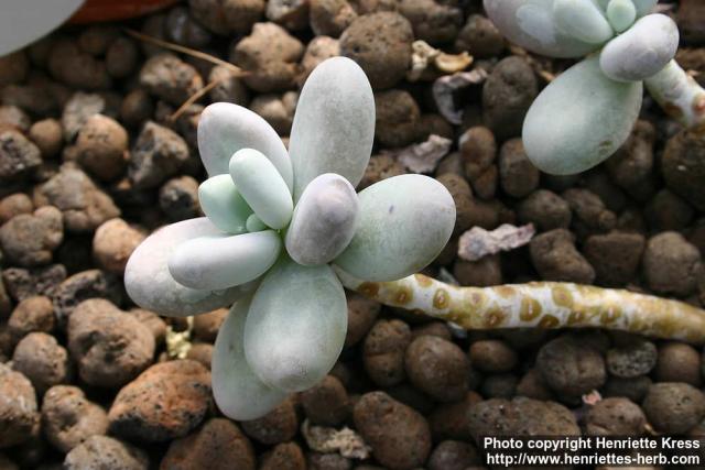 Photo: Pachyphytum oviferum.