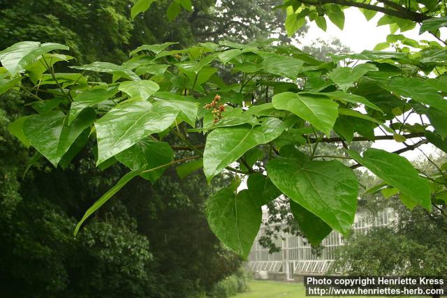 Photo: Paulownia fargesii 1.