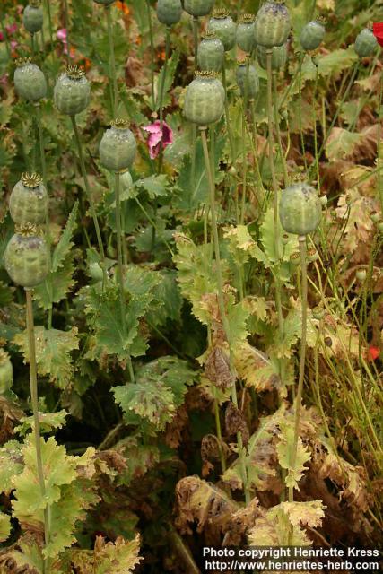 Photo: Papaver somniferum 10.