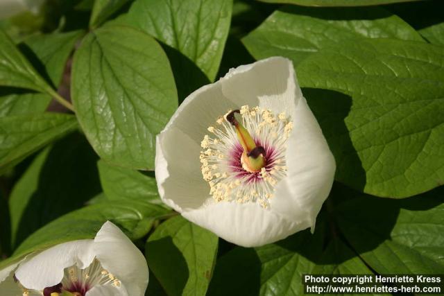 Photo: Paeonia japonica 1.