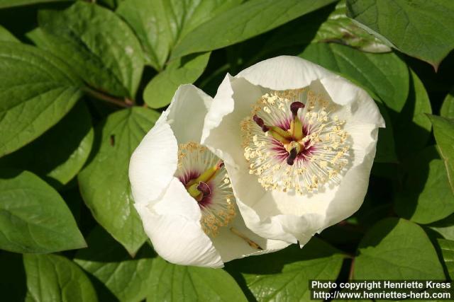 Photo: Paeonia japonica 2.