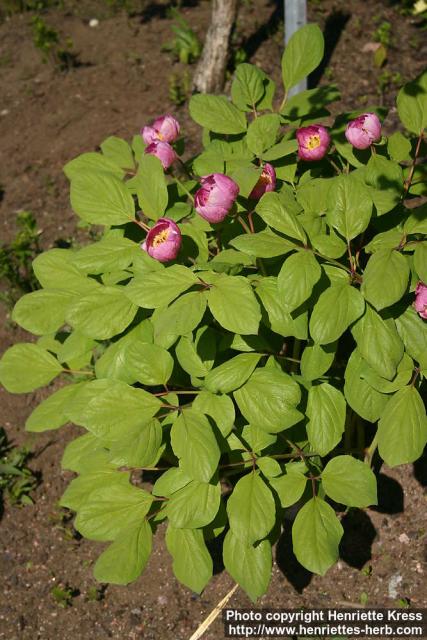 Photo: Paeonia obovata 08.