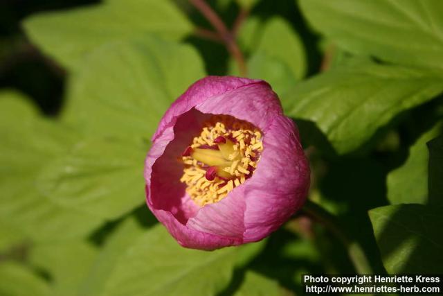 Photo: Paeonia obovata 09.