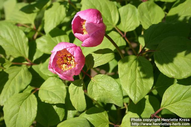 Photo: Paeonia obovata 10.