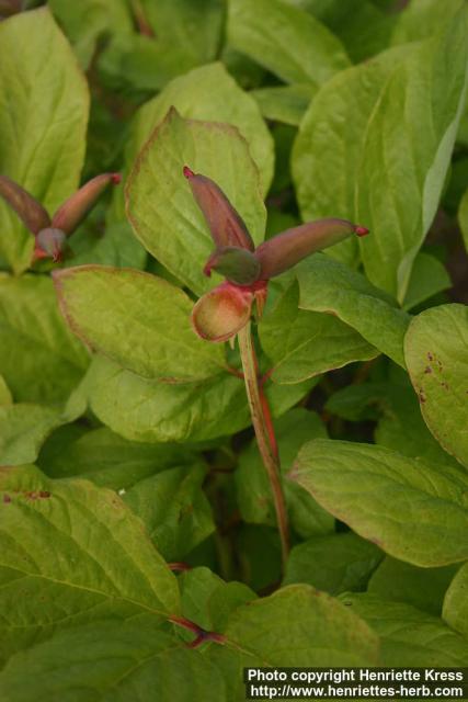 Photo: Paeonia obovata 11.