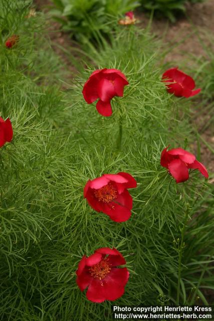 Photo: Paeonia tenuifolia 0.