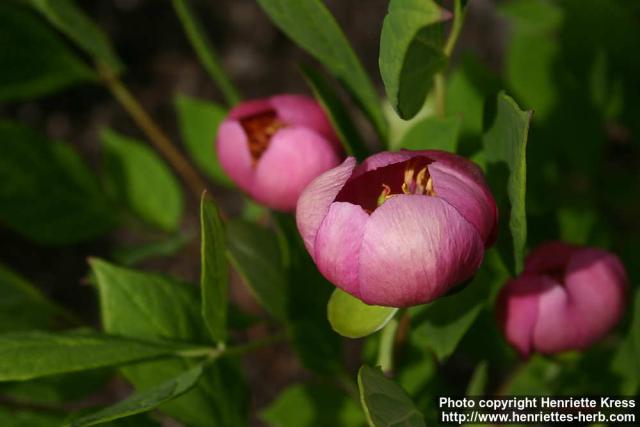 Photo: Paeonia obovata 16.