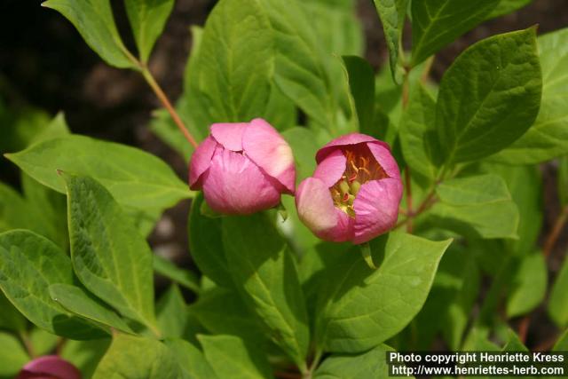 Photo: Paeonia obovata 17.