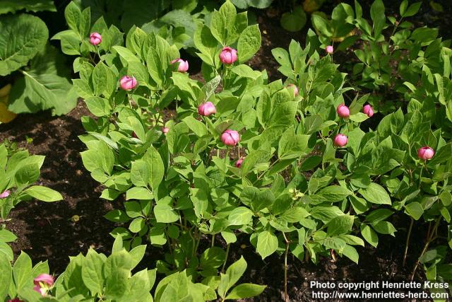 Photo: Paeonia obovata 18.