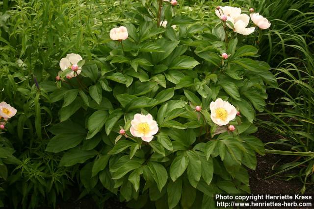 Photo: Paeonia lactiflora 0.