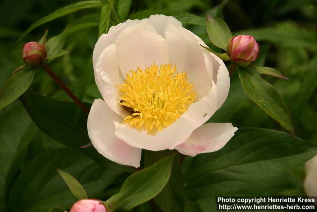 Photo: Paeonia lactiflora 1.