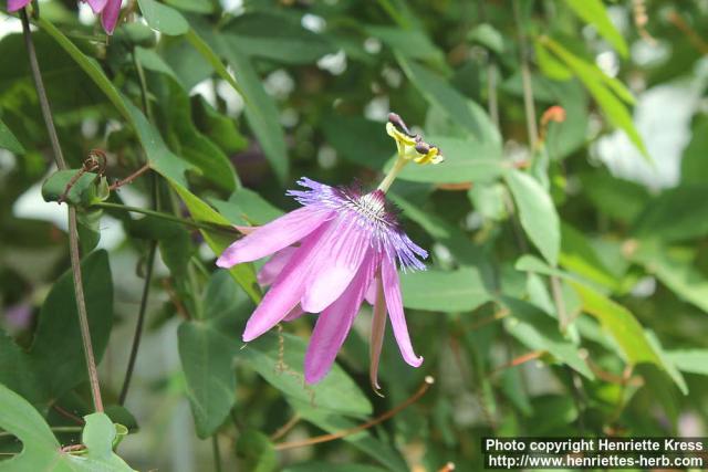 Photo: Passiflora violacea 2.