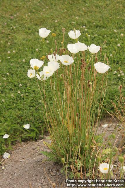 Photo: Papaver amurense 5.